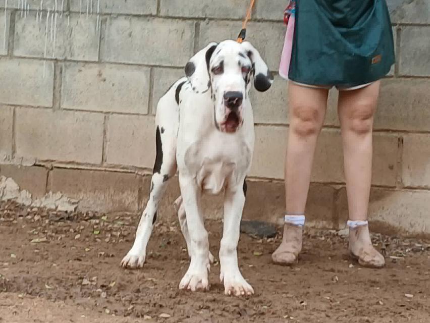เกรทเดน Great dane for sale รูปที่ 6