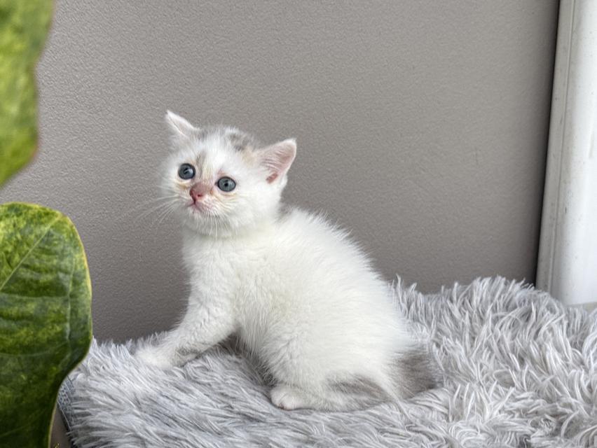 แมวสก๊อตติชโฟลด์