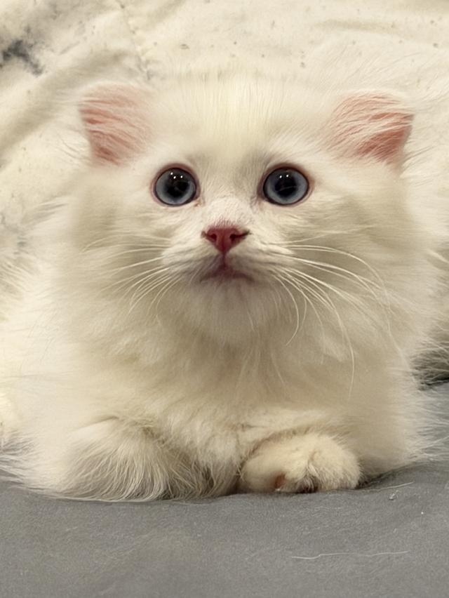 แมวขาสั้นผสมแร็คดอลล์ รูปที่ 3