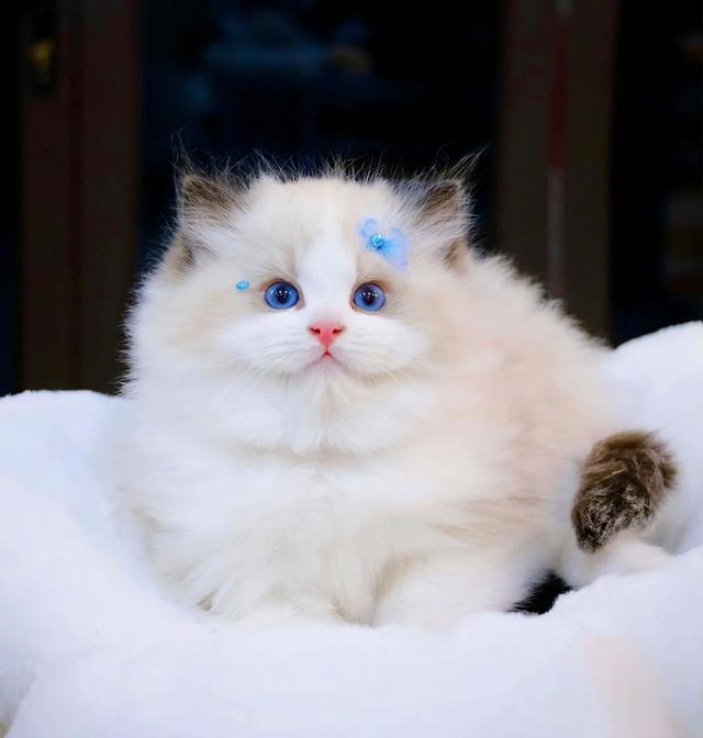 แมวทRagdollแร็กดอลว่างเด็กผู้ชาย1เด็กผู้หลักผู้หญิง1 2