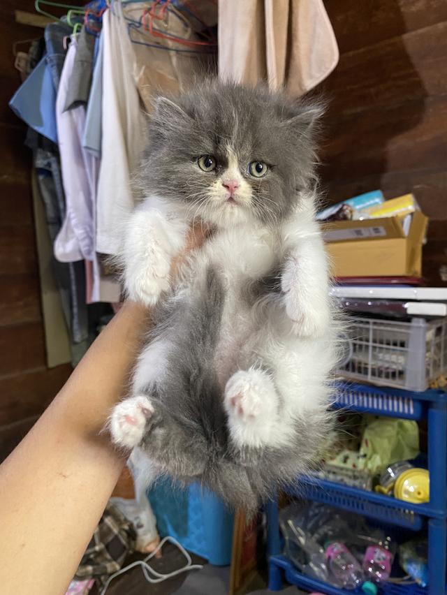 เปอร์เซียแท้ ผู้ชายตัวสุดท้าย รูปที่ 2