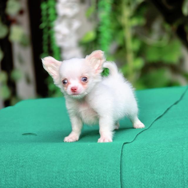 Chihuahuaขนยาว เด็กชายเทนเทน 2