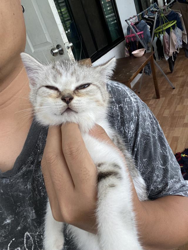เจ้าชาบู น่ารักมาก 2