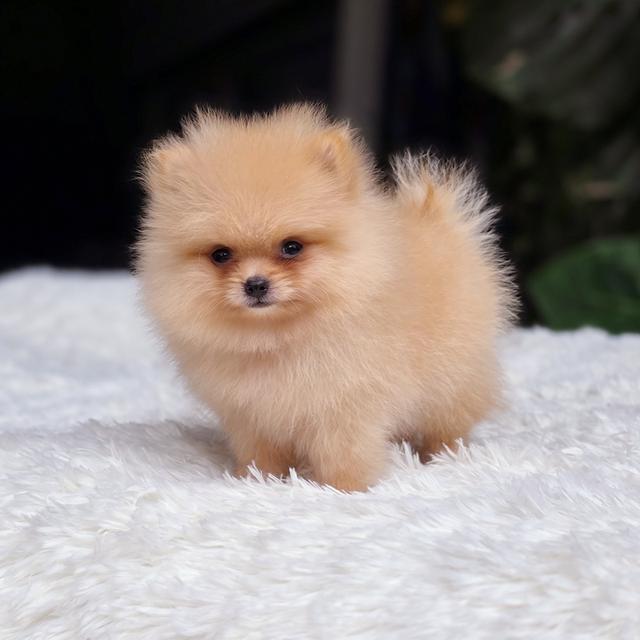 น้องไทเฮา ปอมทีคัพสีครีมเพศเมีย 3