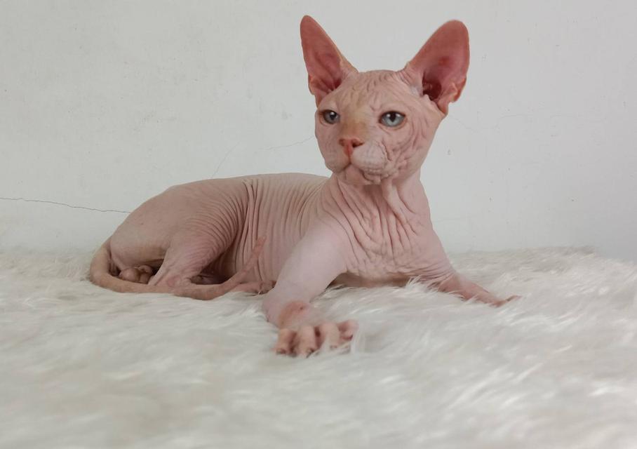 14.แมวสฟิงซ์/เพศผู้ หาบ้าน Sphynx Cat/Male looking for a new home 2