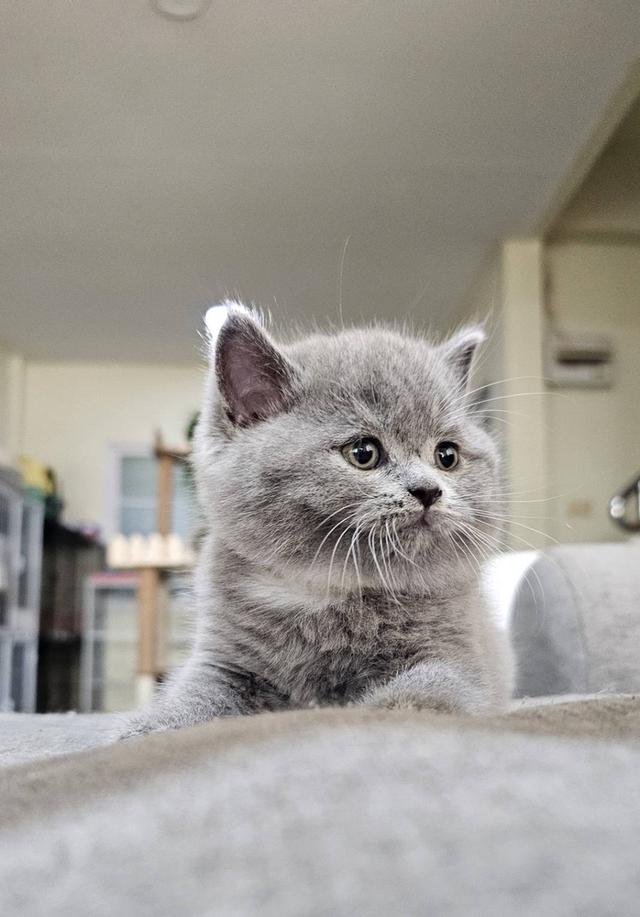 บริติช สก็อตติช แมวน้ำน้อย รูปที่ 3