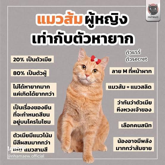 แมวเปอร์เซียส้มกาฟิว เพศ เมียตัวแร์ไอเท็ม กาฟิวเมียหายาก รูปที่ 4