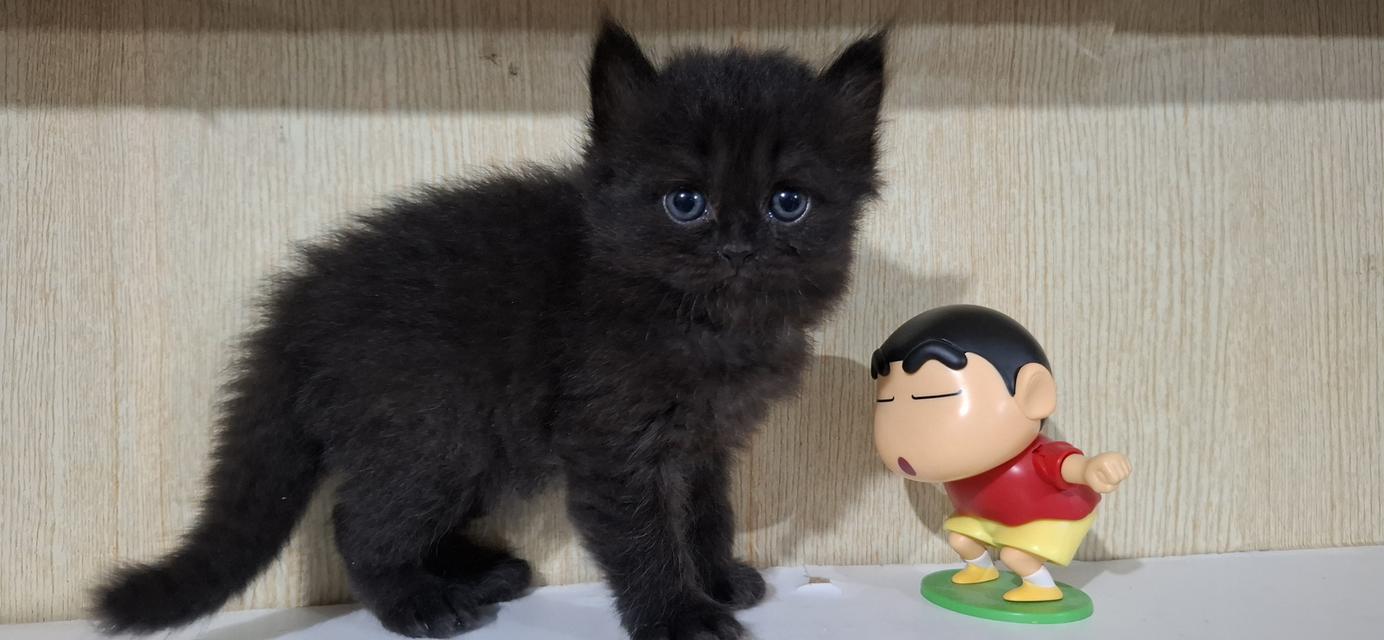 ลูกแมวสายพันธุ์บริติช