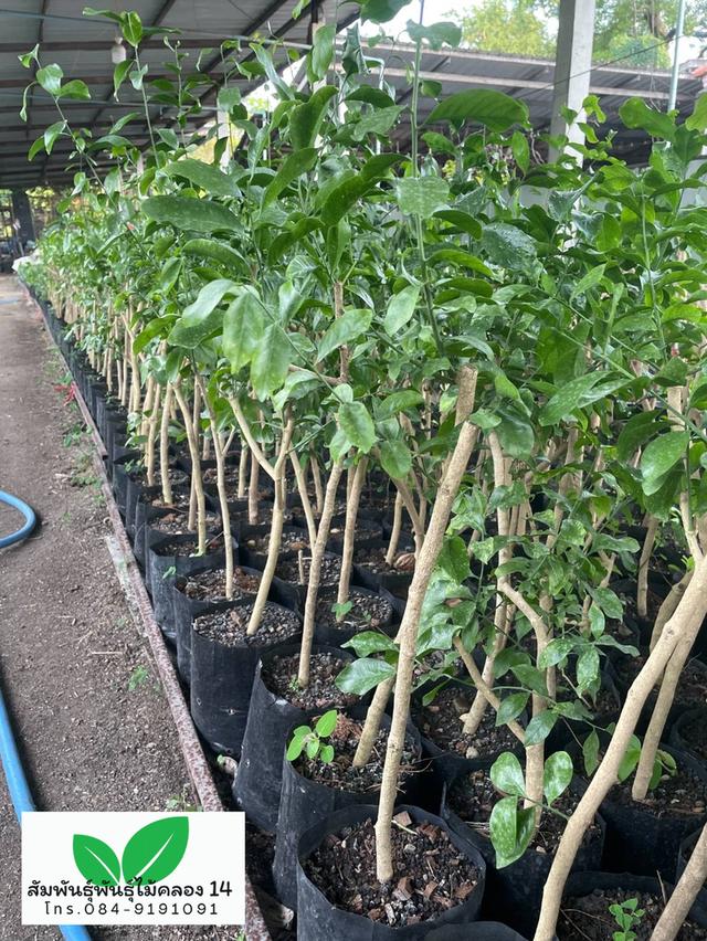 ผักหวานป่า ต้นผักหวานป่า