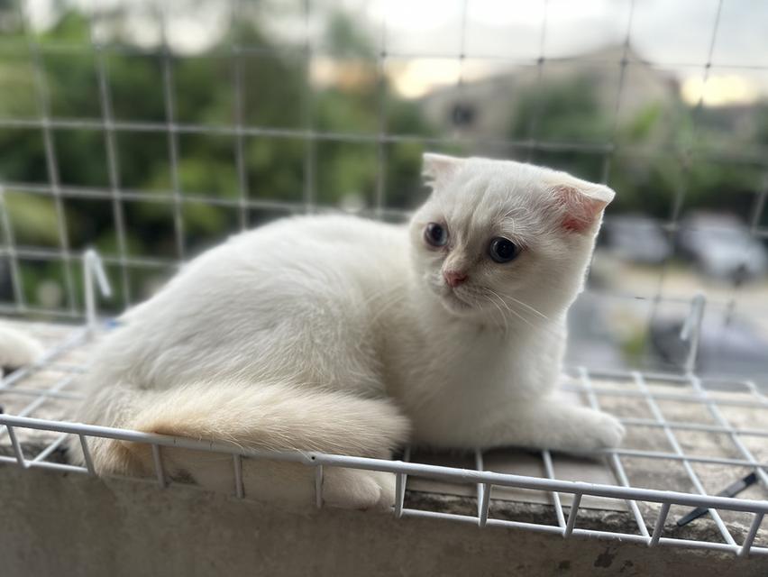 แมวสก็อตติชโฟลด์ เพศเมีย ลูกครึ่งบริติชฯ