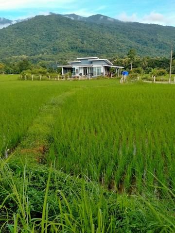 ที่ดินติดถนนใหญ่วิวดอยภูคา เหมาะสำหรับทำร้านคา คาเฟ่ ร้านอาหาร ฯลฯ 5