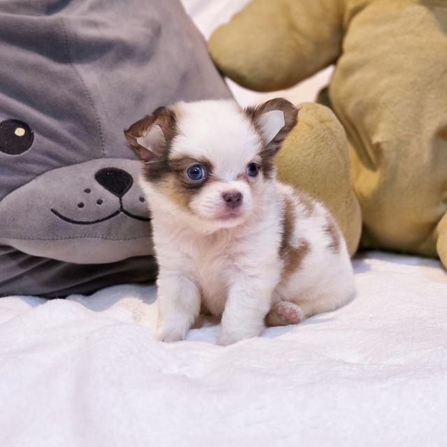 Chihuahuaขนยาวหนุ่มหล่อน้องพ๊อตเตอร์