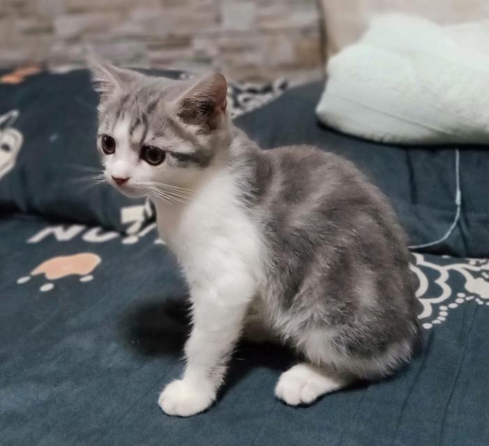 ลูกแมวพันธุ์ 3ตัว 3