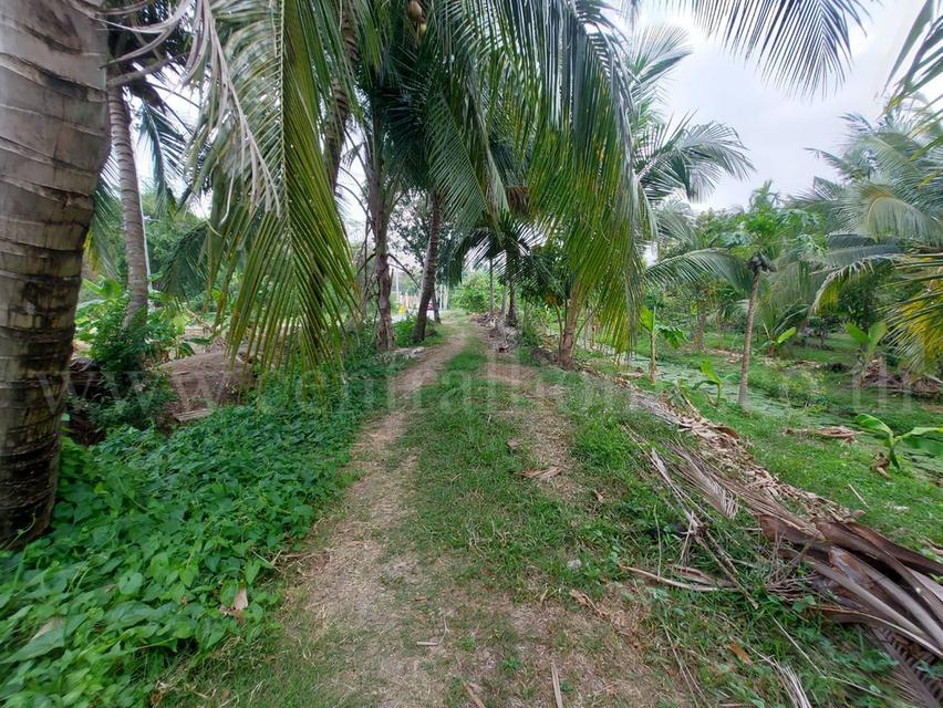 ที่ดินเปล่า 2 - 1 - 61 ไร่ ซอยบางรักใหญ่ 1 นนทบุรี ทำเลดี 3