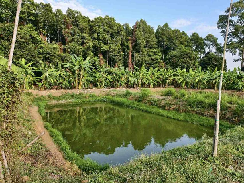 ที่ดินติดแม่น้ำ อ.เมือง จ.อุทัยธานี 4