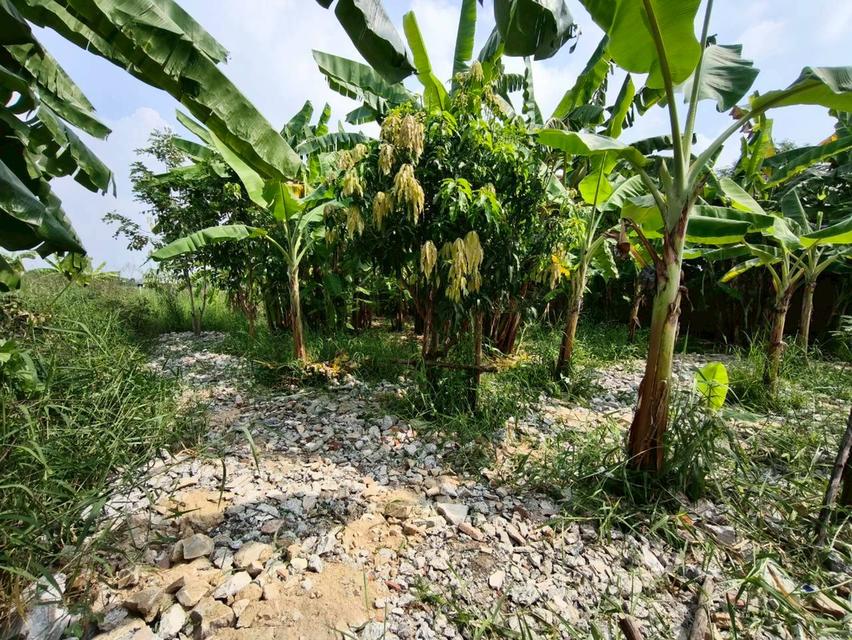 ที่ดินเปล่า เนื้อที่ 118 ตร.ว. ซอยนาวงประชาพัฒนา 9 ถนนนาวงประชาพัฒนา แขวงสีกัน เขตดอนเมือง กรุงเทพมหานคร 5