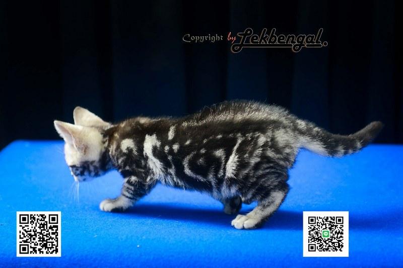 ขายลูกแมวสวยและน่ารักเพศเมีย (หุ่นกระปุกหมู) อเมริกันชอตแฮร์ รูปที่ 6