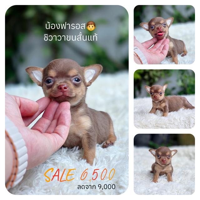 ชิวาวาแท้สีช็อคพร้อมย้ายบ้านมีส่งเก็บปลายทาง รูปย่อยที่ 2
