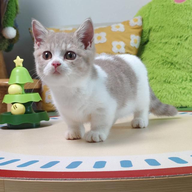 แมวมันช์กิ้น Munchkin short leg boy Oscat cattery chiangmai รูปที่ 8