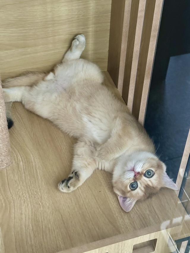 แมวบริติช ชอร์ตแฮร์