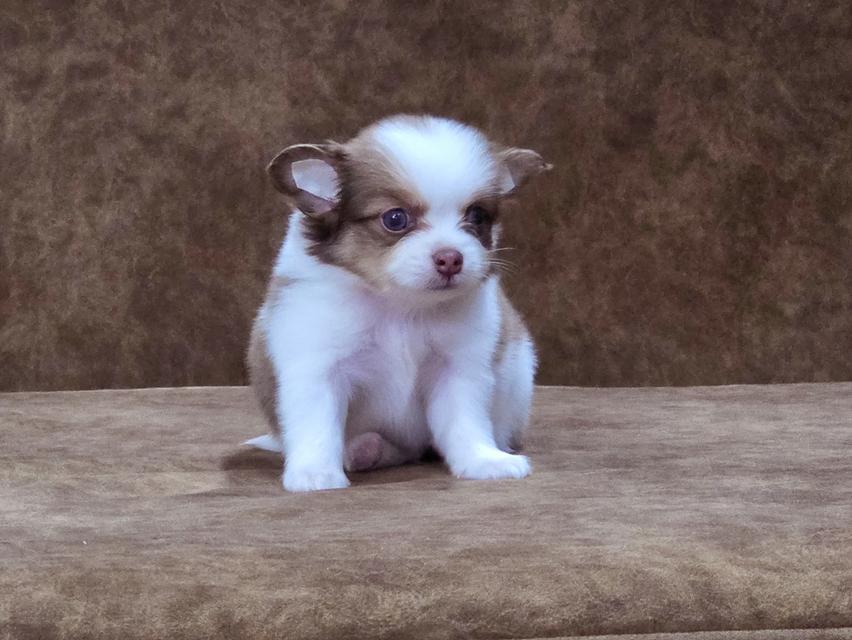 Chihuahua แท้เพศผู้ น้องฟูจิ