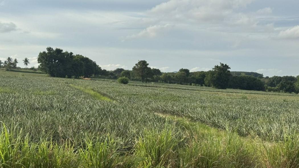 ขาย ที่ดิน 99-0-07.1 ไร่ โซนนิคมพัฒนา ระยอง เหมาะสำหรับสร้างโรงงานอุตสาหกรรม, โกดัง, โลจิสติกส์ 2