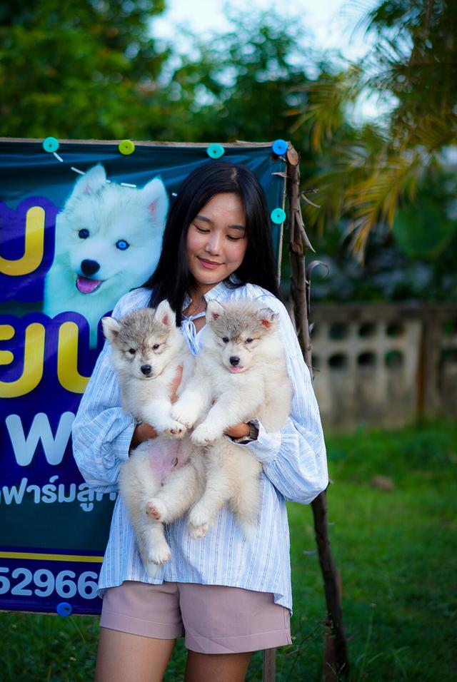 ไซบีเรียนฮัสกี้ Siberian husky ลูกสุนัขไซบีเรียนฮัสกี้ 5
