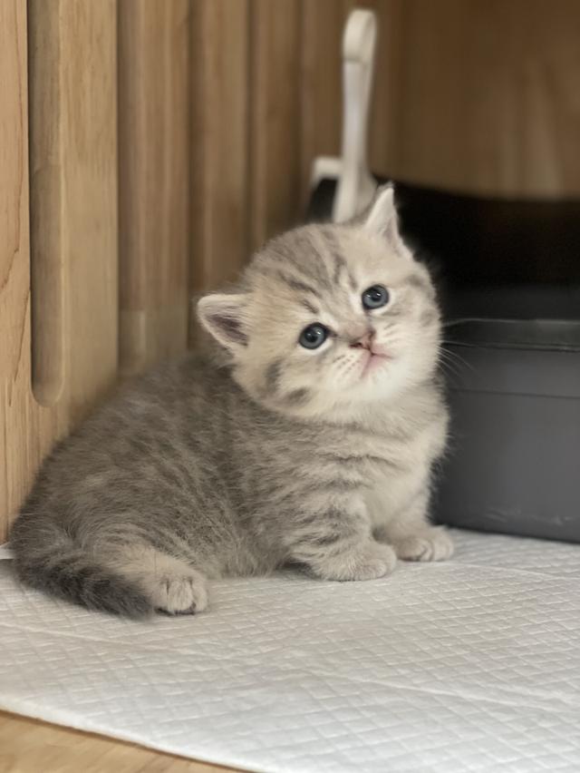 แมวมันช์กิ้นขาสั้น