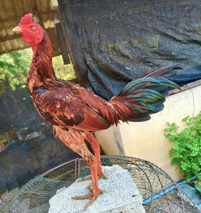 ไก่ชนพม่า แข้งหน้า หน้าหงอน คมๆ