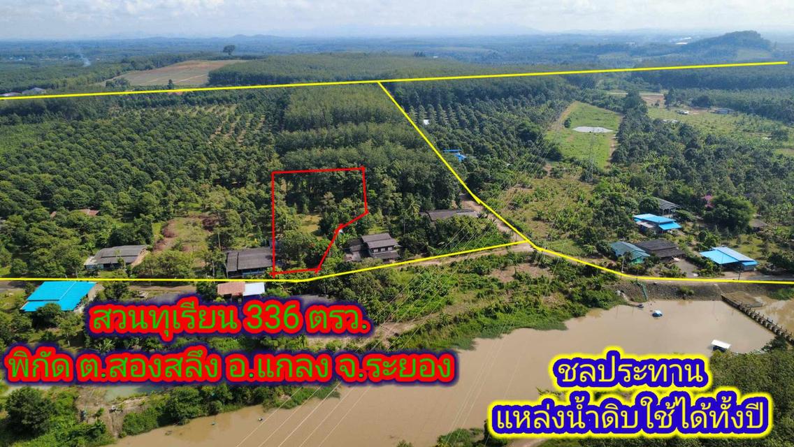 สวนทุเรียนแปลงเล็กระยอง 1