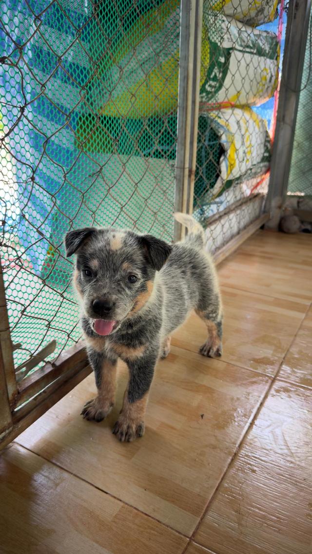 Australian Cattledog รูปที่ 8