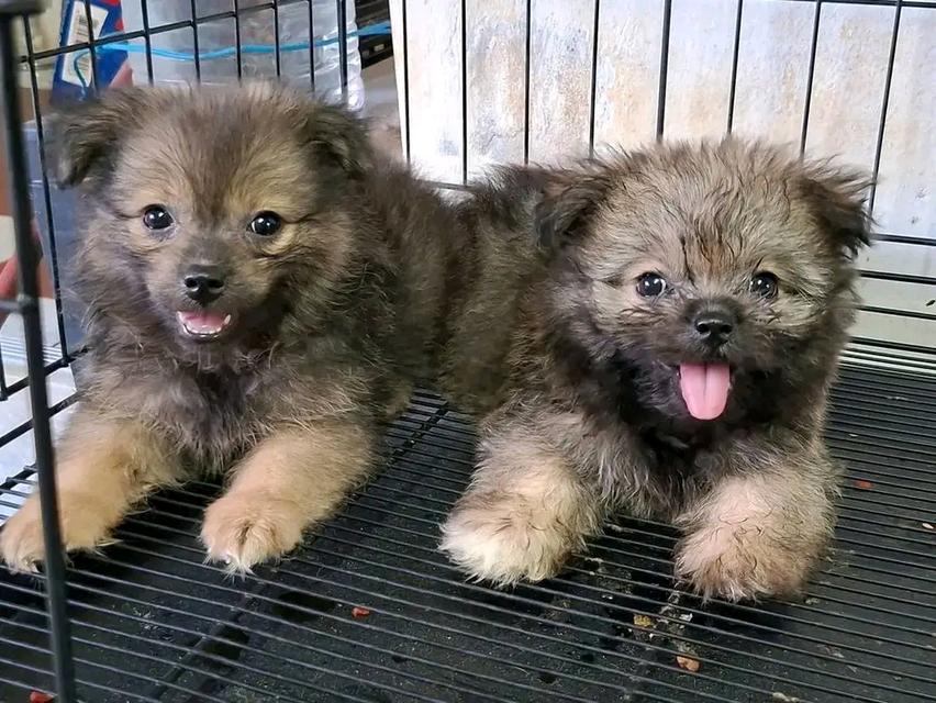พุดเดิ้ลผสมปอม