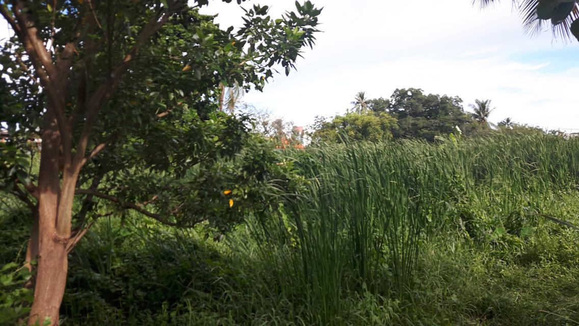 ขายที่ดินจรัญสนิทวงศ์ 23  จำนวน  8 ไร่ 2 งาน 15 ตารางวา 7