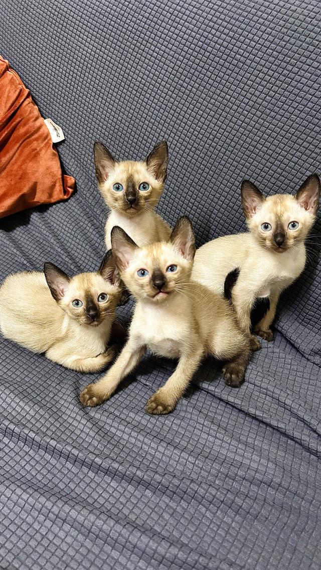 แมววิเชียรมาศแท้ 100%