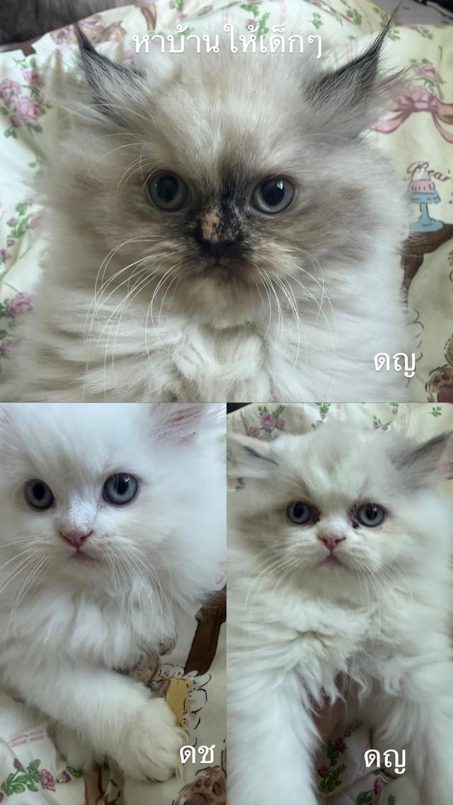 น้องแมว2เดือนเปอร์เซียแท้