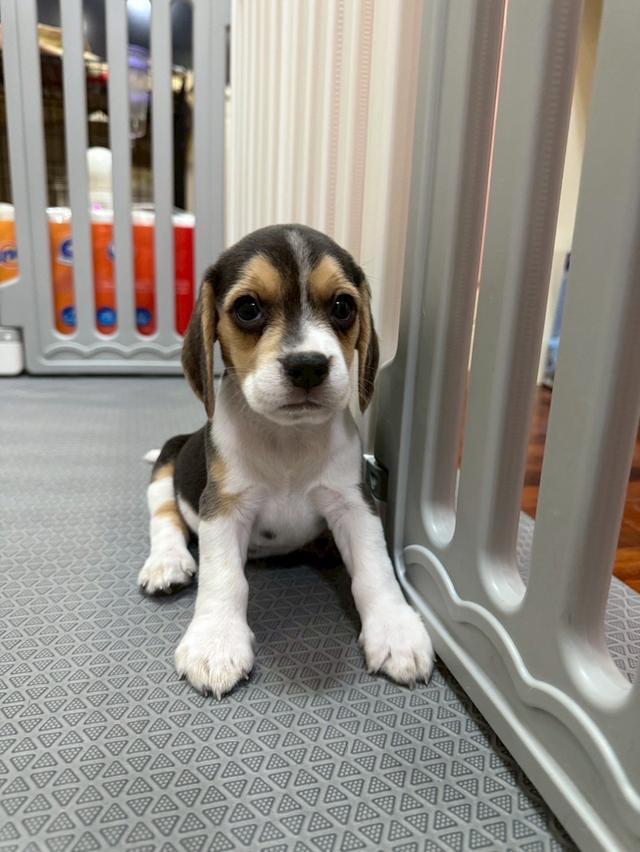 บีเกิ้ล (Beagle) 13