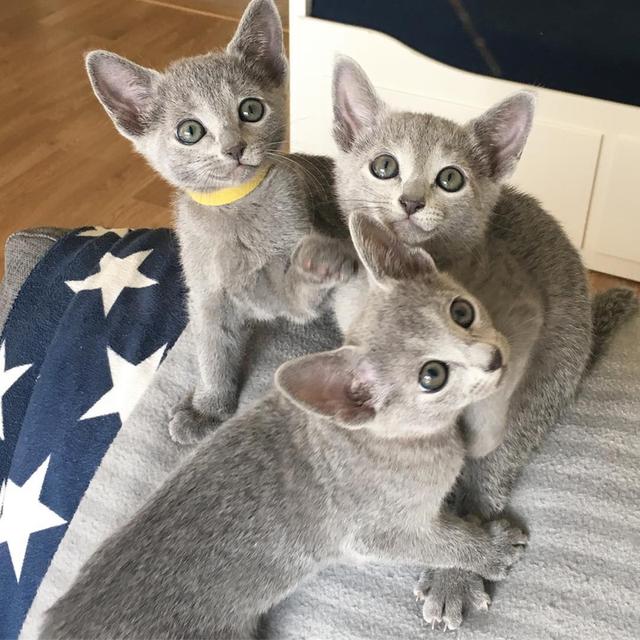 Russian Blue Kittens WhatsApp me : +66 63 826 3042