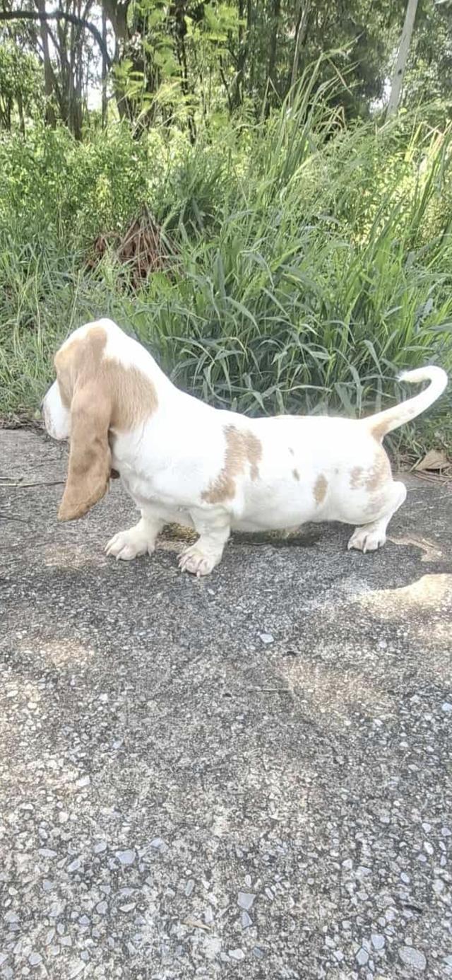 สัตว์เลี้ยงบาสเซ็ตฮาวด์