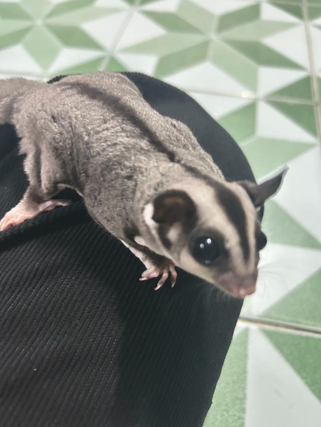 ชูก้าสีไวท์เฟส มี1คู่ตัวผู้กับตัวเมียครับ