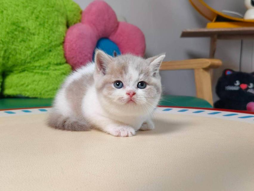 แมวบริติช British Oscat cattery chiangmai