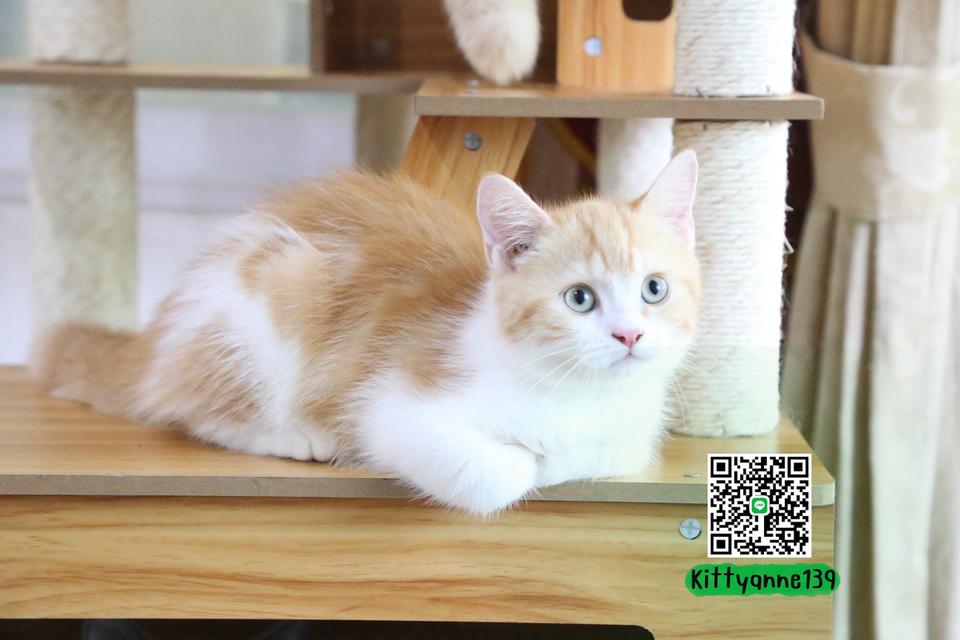 ลูกแมวบริติชหิมาลายันพร้อมย้ายบ้าน รูปที่ 8