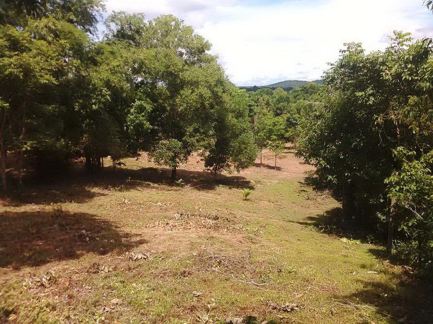 Land 933 sq.wah on the lower hill near sea  no sea view very greenery and peacefully Chumphon 4