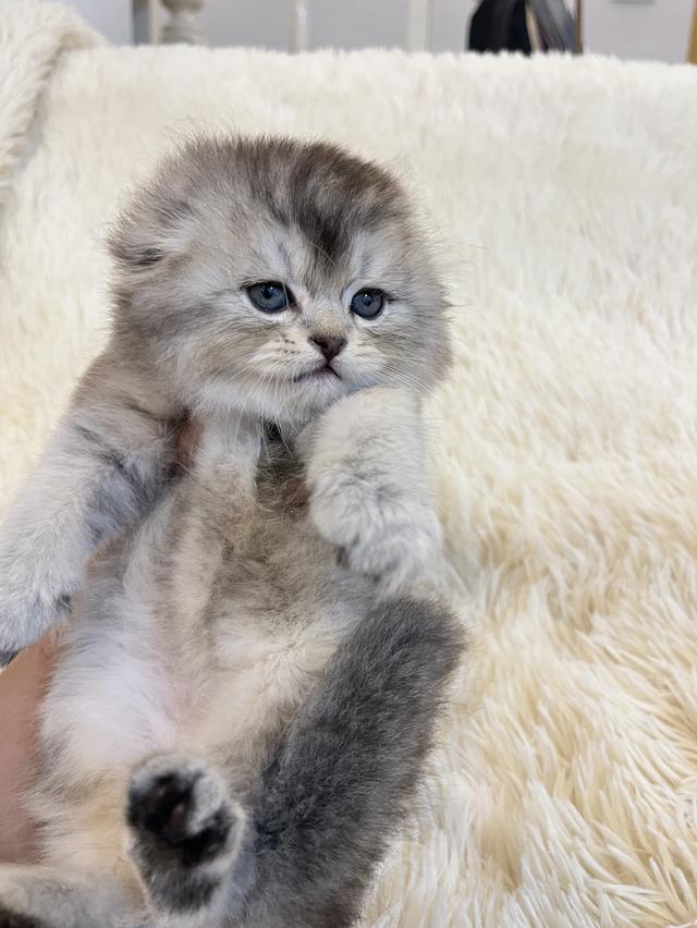 แมว สก๊อตติชแท้หูพับ ดญ 😁🔥🔥🔥🔥 5