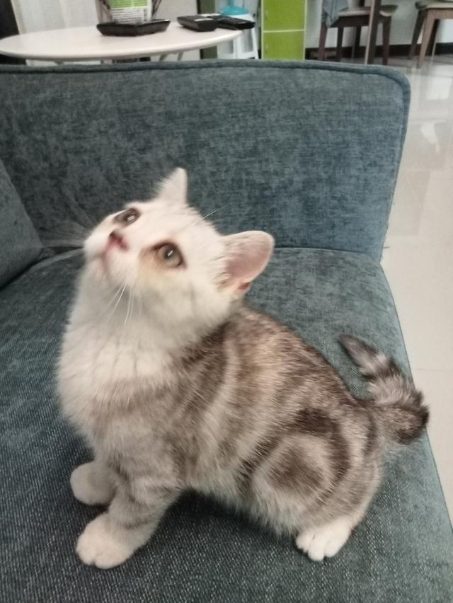 แมวสก็อตติช