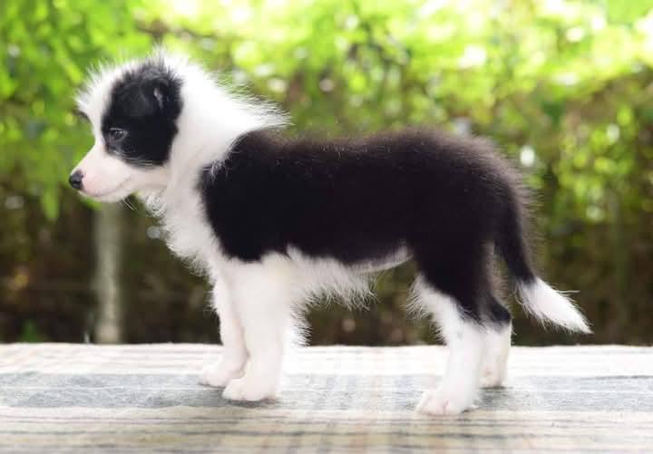 ลูกสุนัข Border Collie แท้ช 3