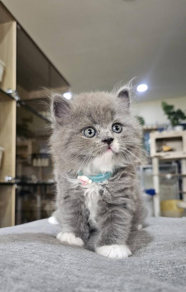 บริติช-สก็อตติช แมวคอฟ้า