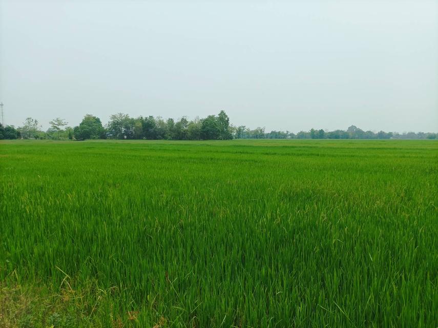 ขายที่ดิน ราคา8,000บาท/ตร.ว. ต.สง่าบ้าน อ.ดอยสะเก็ด จ.เชียงใหม่ 12