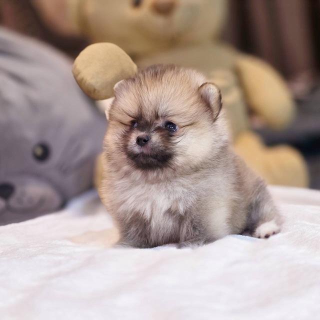 ปอมเมอเรเนียนแท้ ทีคัพ เพศเมีย 7