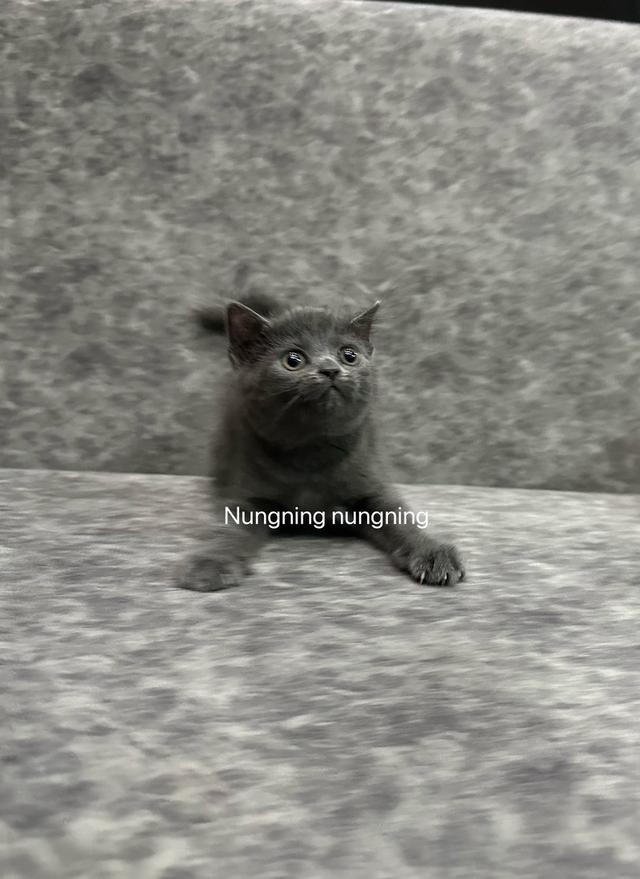 สก็อตติช โฟล์ด
