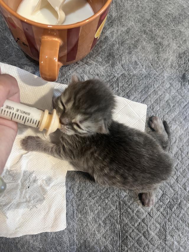 Scottish Fold  สก็อตติชโฟลด์ แท้ ระบบปิดเลี้ยงด้วยรัก รวมวัคซีน ถ่ายพยาธิ หยอดยากันปรสิตและไรหู สมุดวัคซีน รูปที่ 12